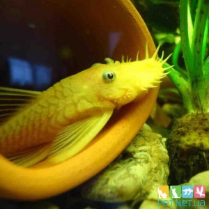 Аквариумная рыбка фото Анциструс Желтый, купить рыбку для аквариума